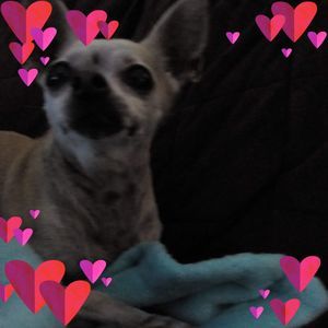 Meet your Posher, Peggy